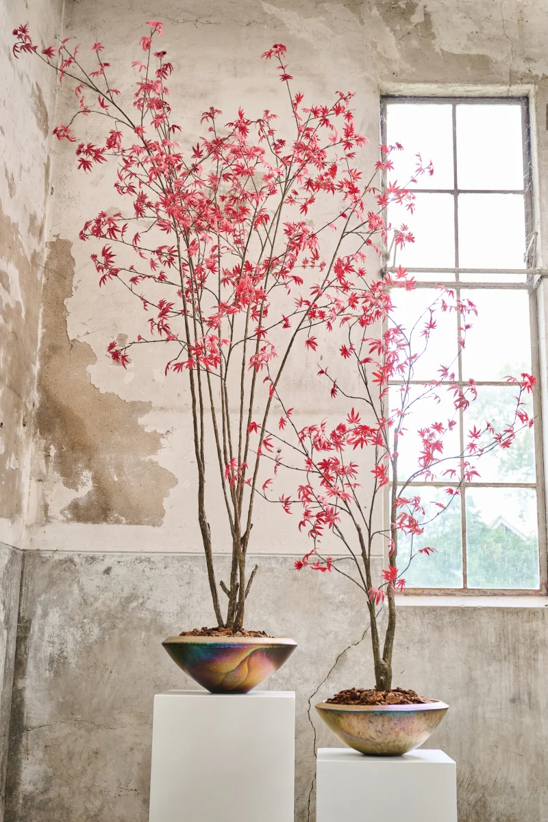 Silk ka japanse esdoorn rood