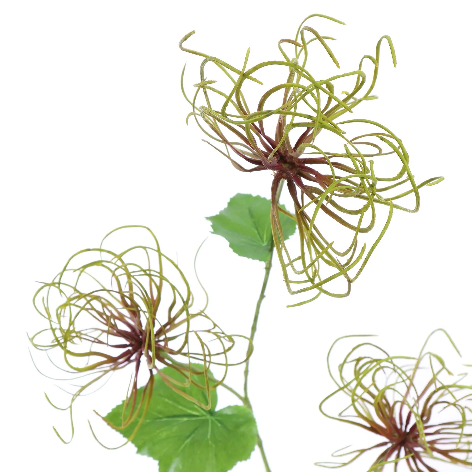 Zijdebloemen | Clematis Groen