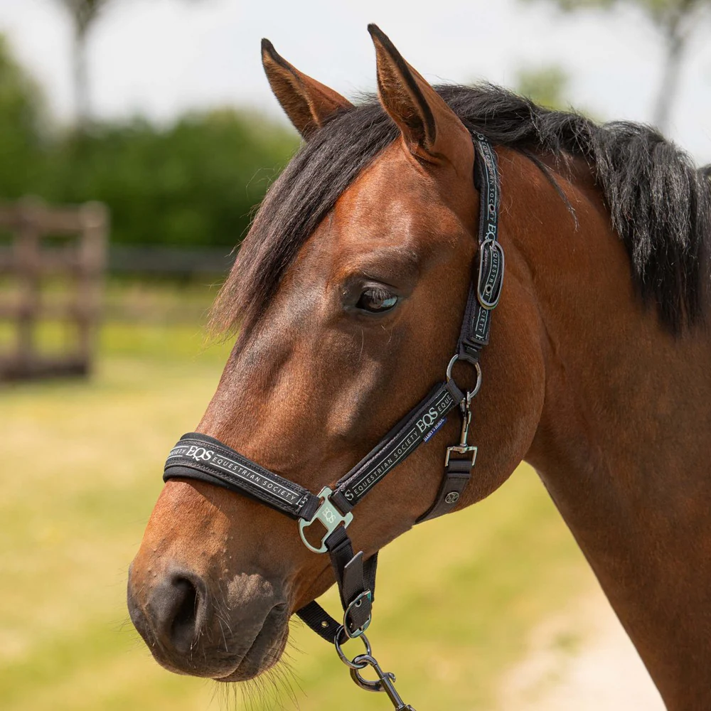 Harry’s Horse Halsterset Equestrian Society, Black Sand