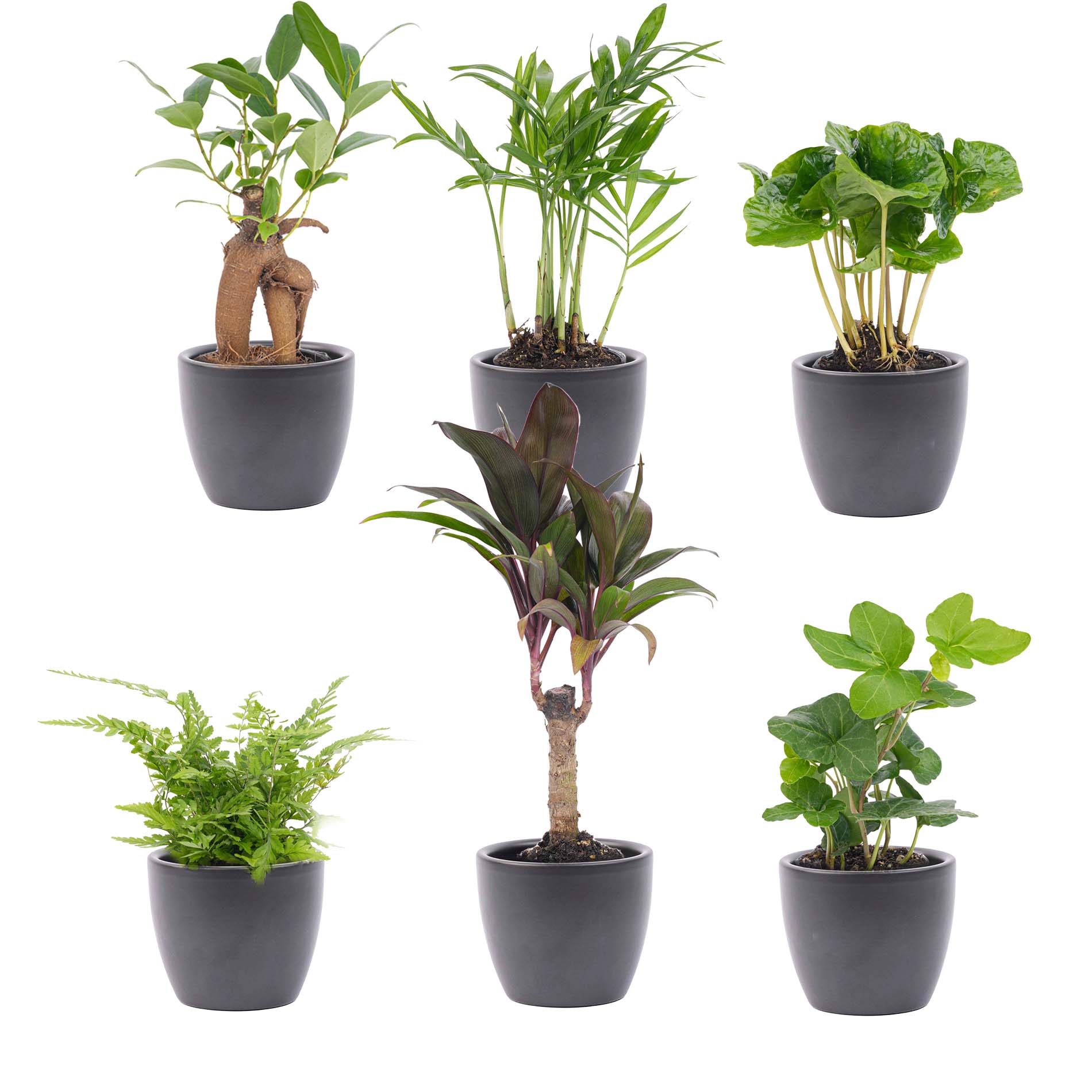 Mini-planten set 12 – Inclusief 12x Boule Antraciet pot