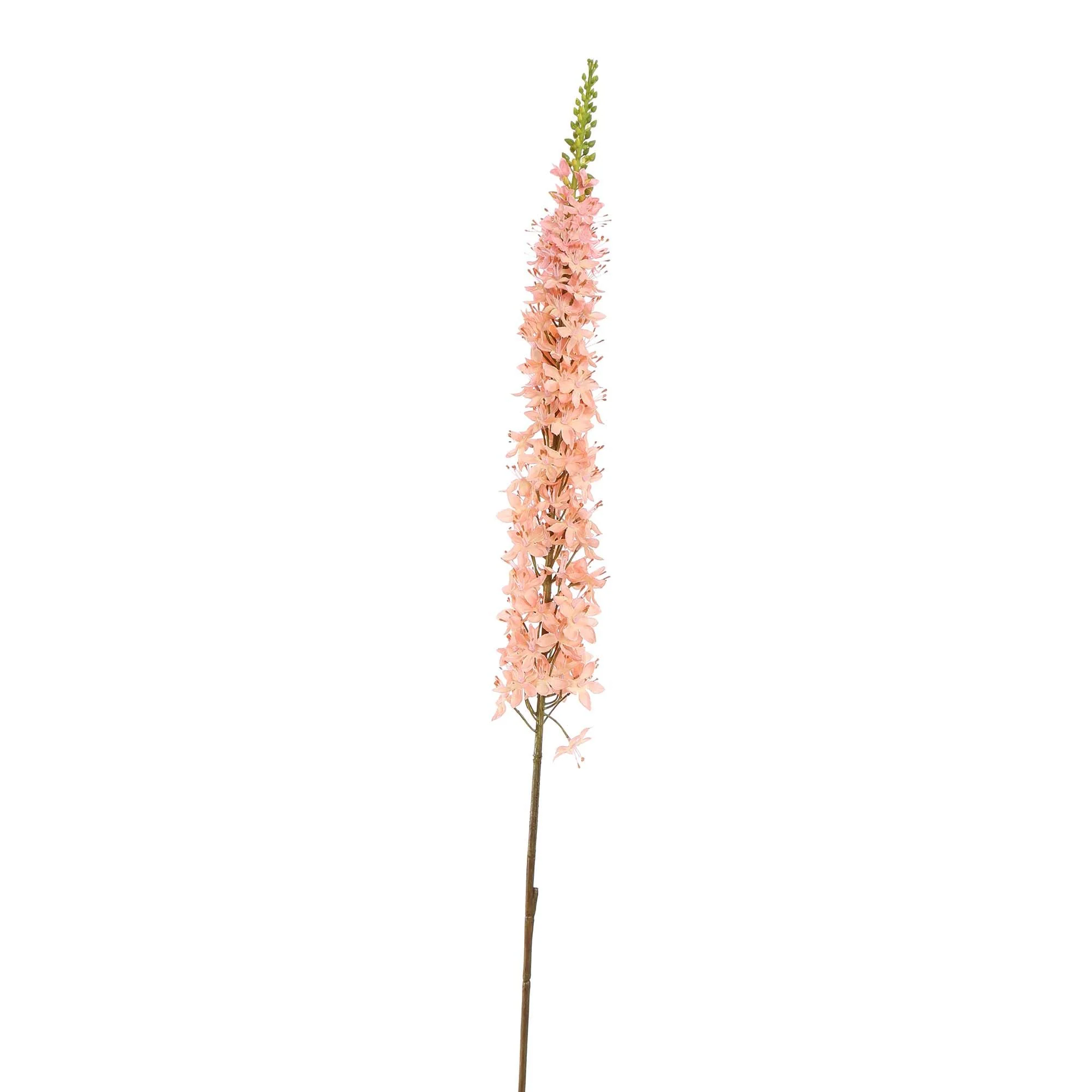 Zijdebloemen | Eremurus Roze