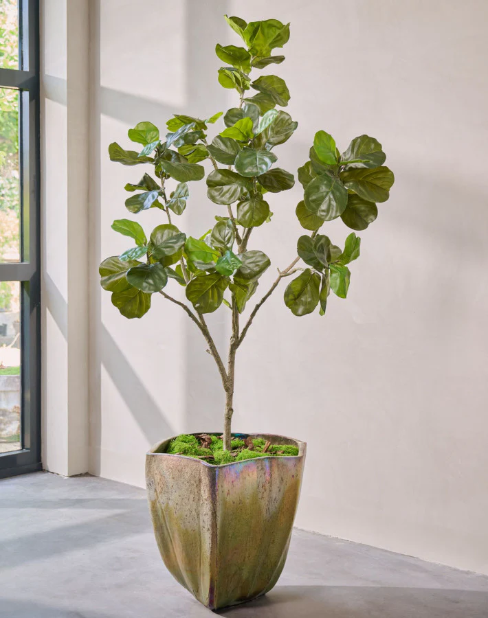 Silk ka Ficus