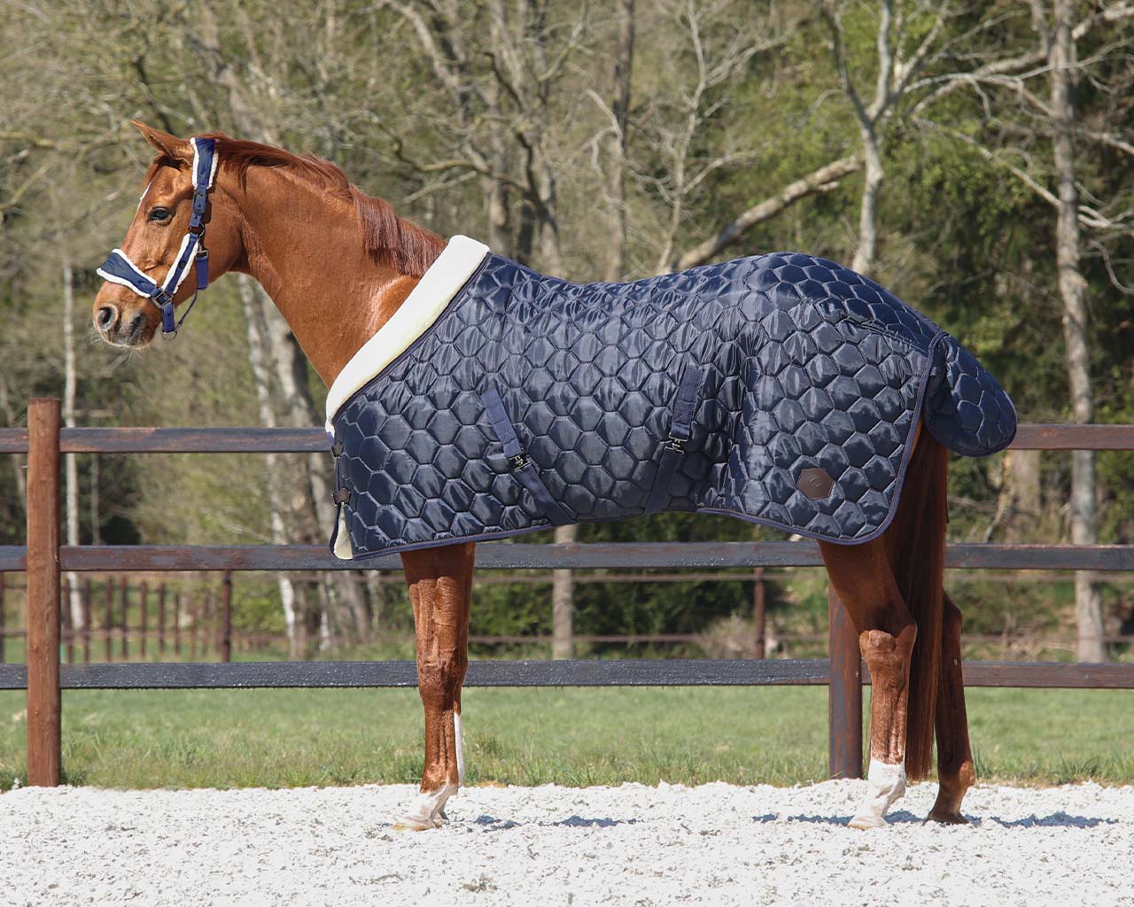 QHP Staldeken Classy, Navy