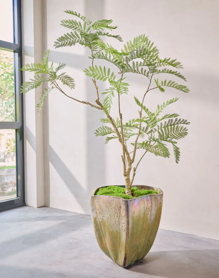 Silk ka Acacia