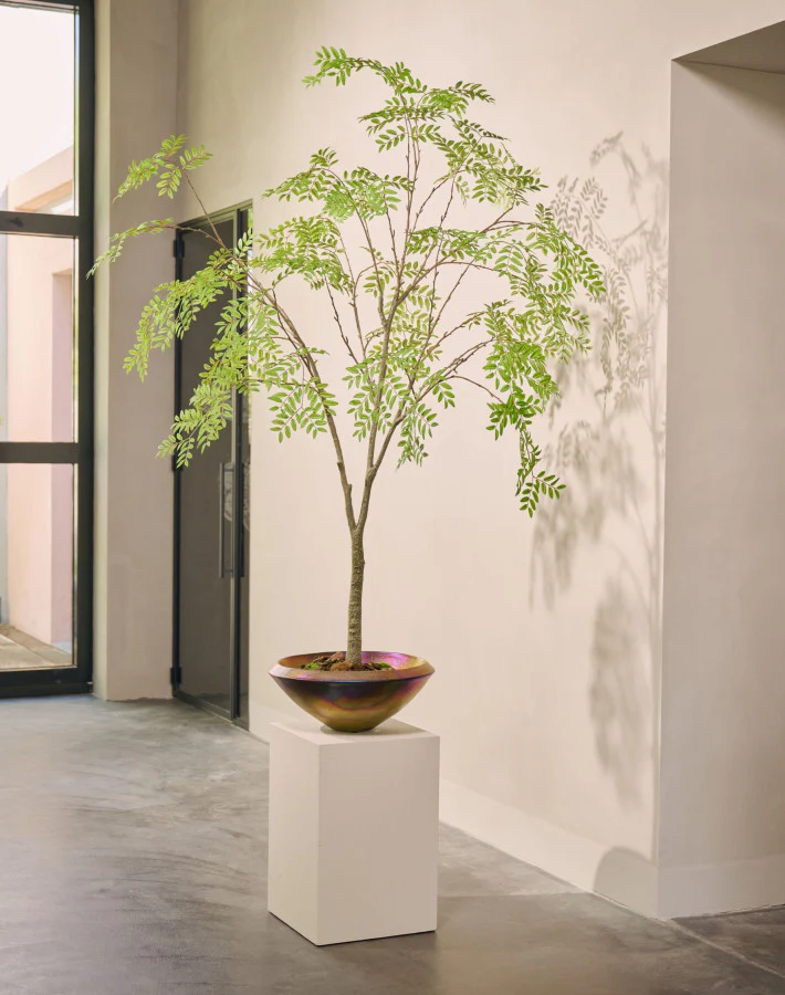 Silk ka Aralia