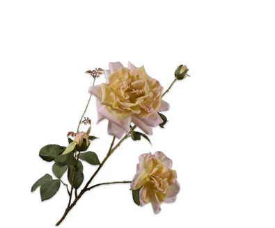 Silk ka roos roze/geel Silk ka roos roze/geel