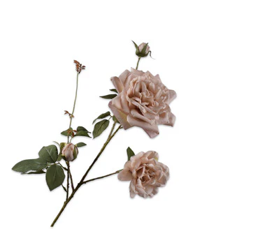 Silk ka roos tak bruin Silk ka roos tak bruin
