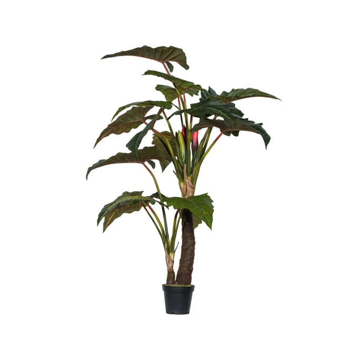 Alocasia M, Groen
