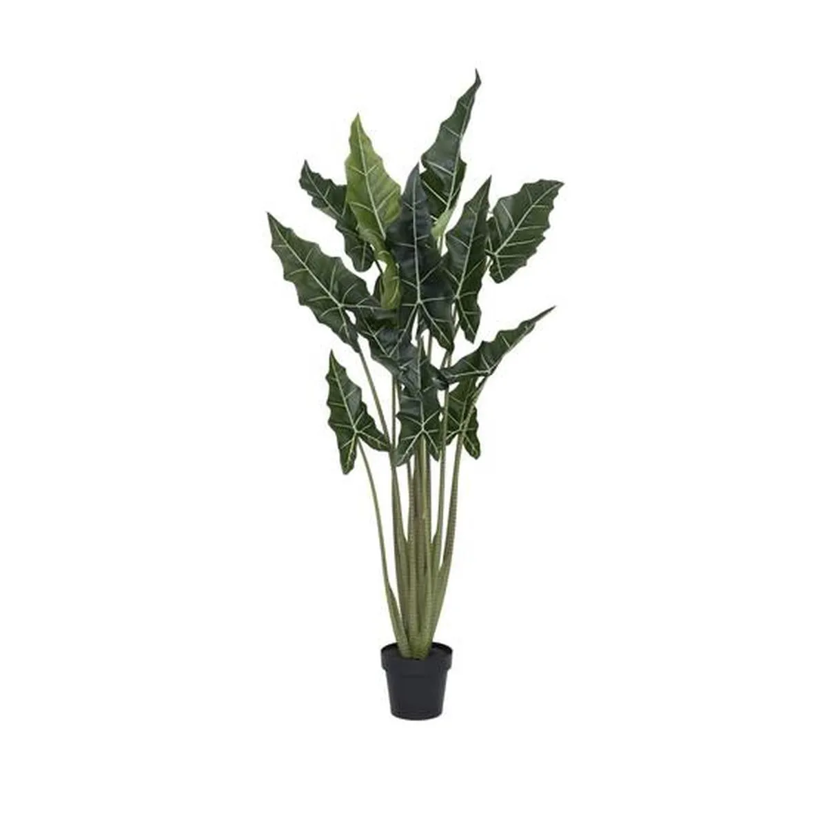 Alocasia taro L, Groen