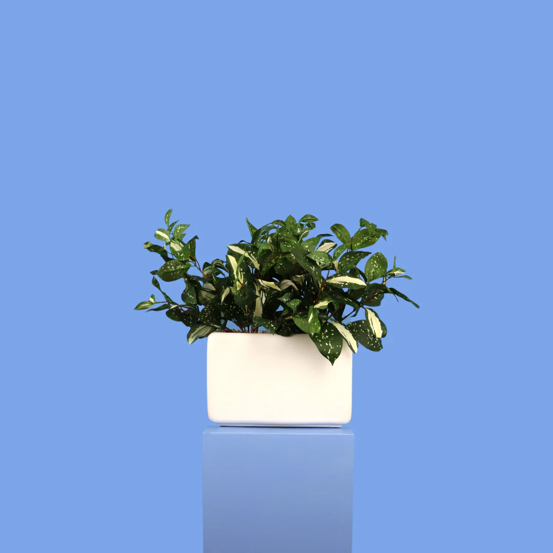 L – Austin – Witte plantenbak