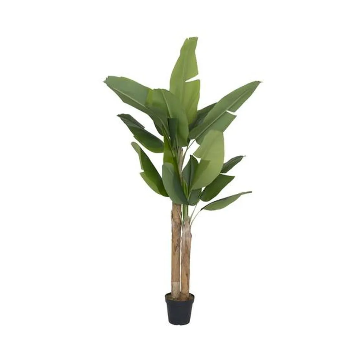 Banana tree L, Groen