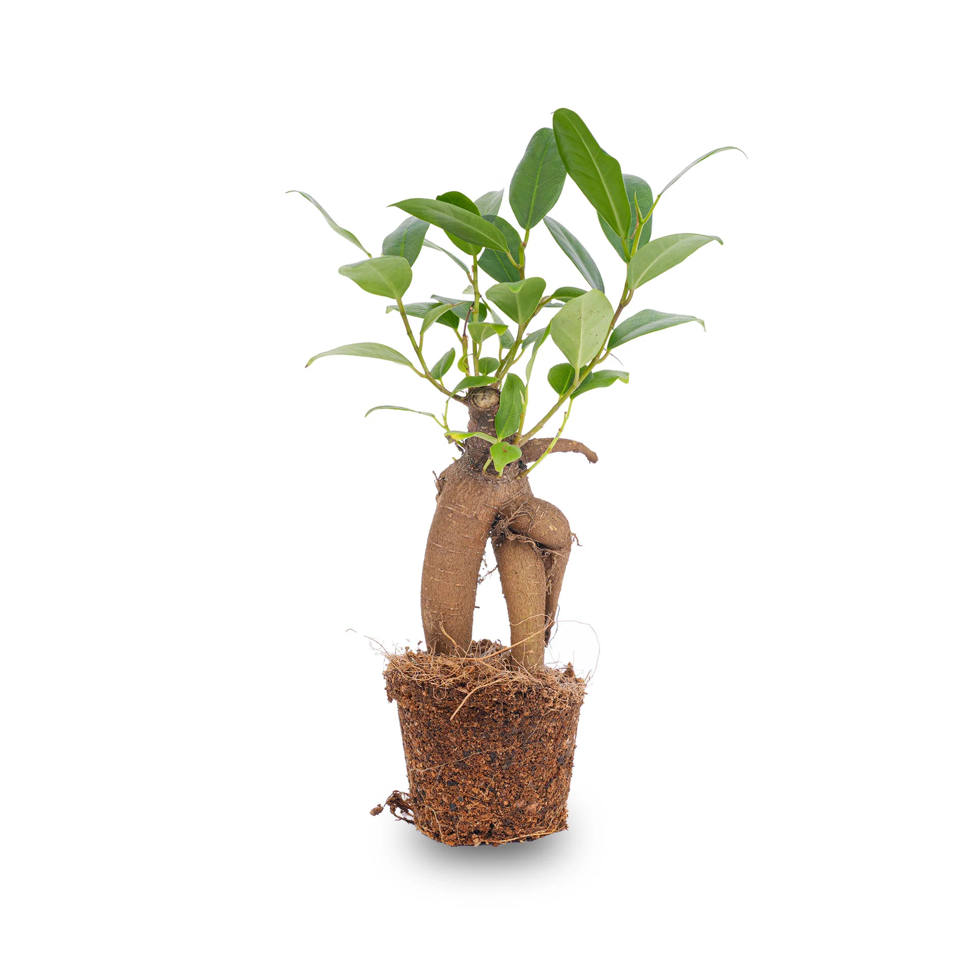 Ficus Ginseng bonsai – Microcarpa – ↑12 – 15 cm – Ø 6 cm