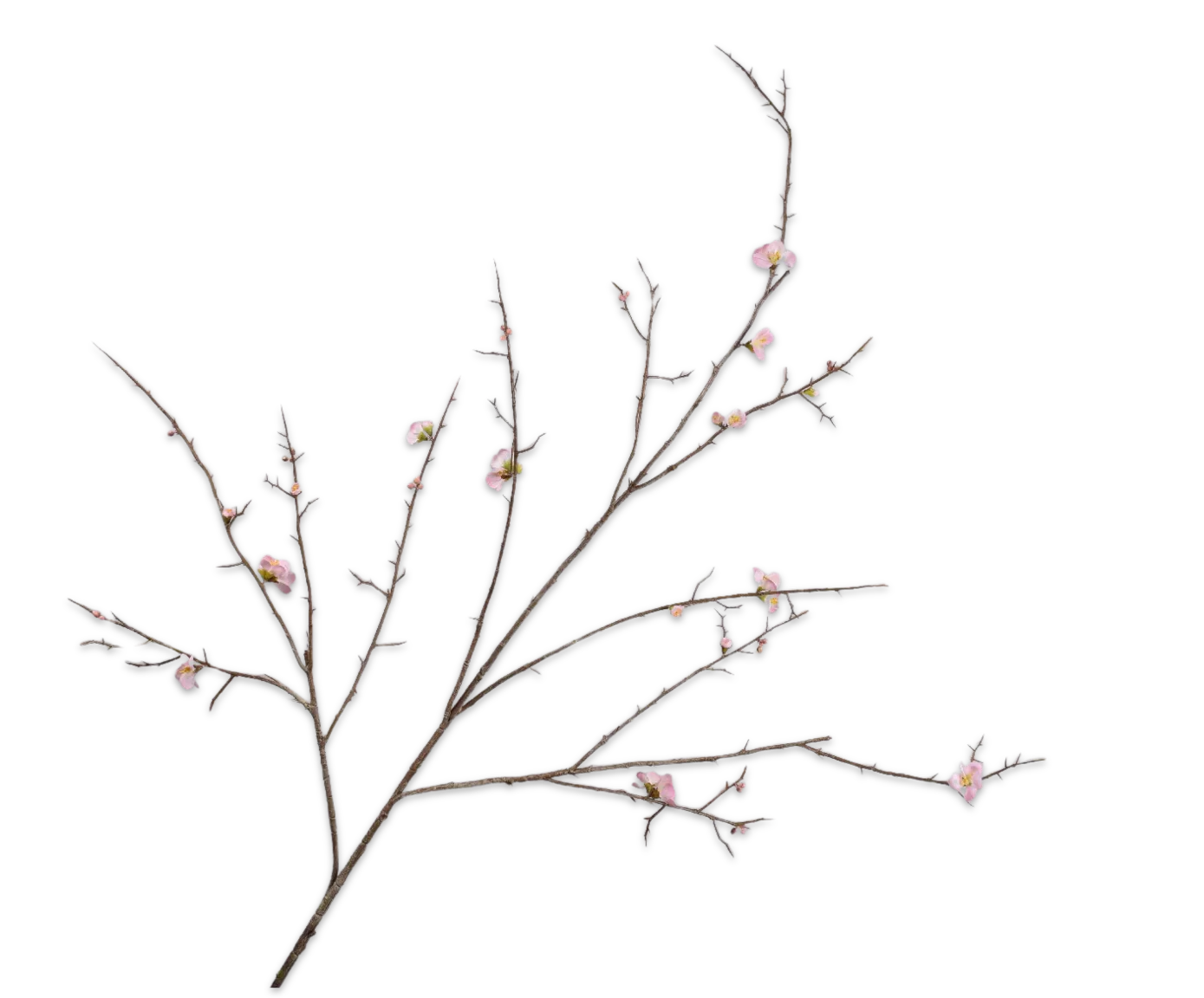 Silk ka bloesemtak roze