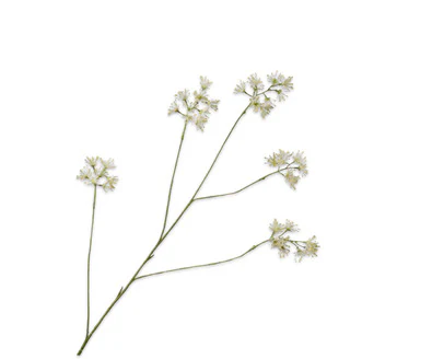 Silk ka aralia tak wit