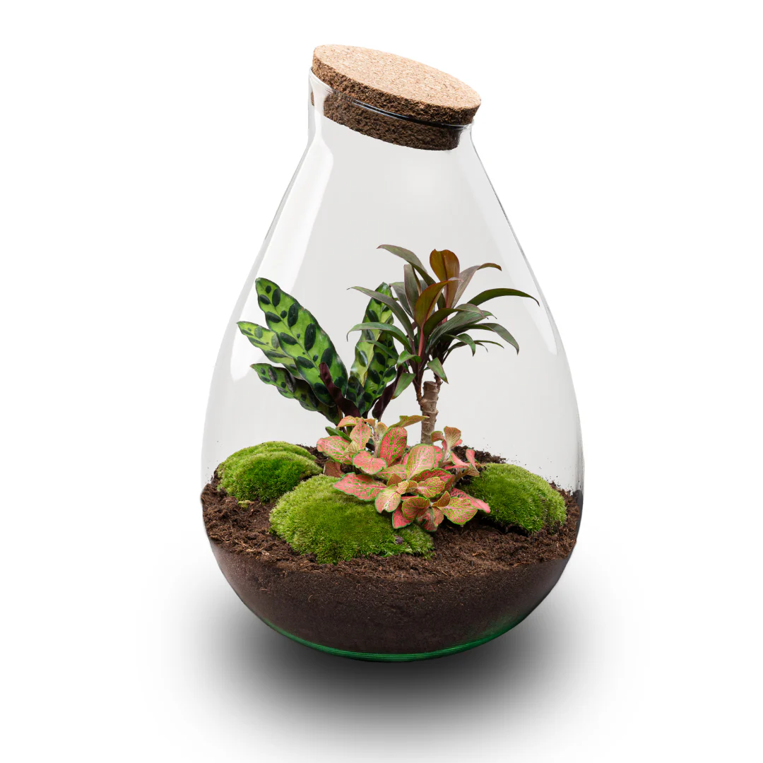 Drop XL Palm – DIY Planten terrarium – Ecosysteem plant – Ø 24 cm ↑ 37 cm