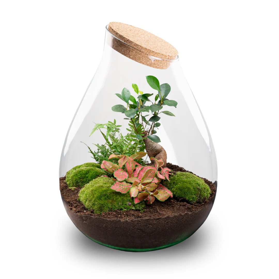 Drop XXL Bonsai – DIY Planten terrarium – Ecosysteem plant – Ø 34 cm ↑ 43 cm