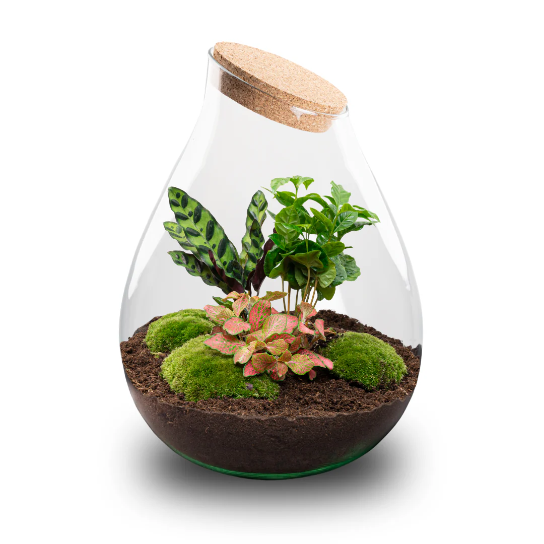 Drop XXL Rood – DIY Planten terrarium – Ecosysteem plant – Ø 34 cm ↑ 43 cm