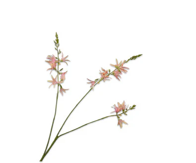 Silk ka crocosmia tak perzik
