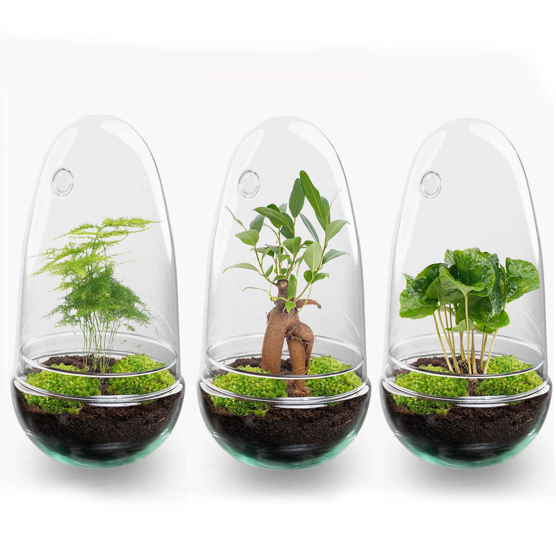 Egg – DIY Planten terrarium – Tweedelig bolglas – Ø 12 cm ↑ 25 cm