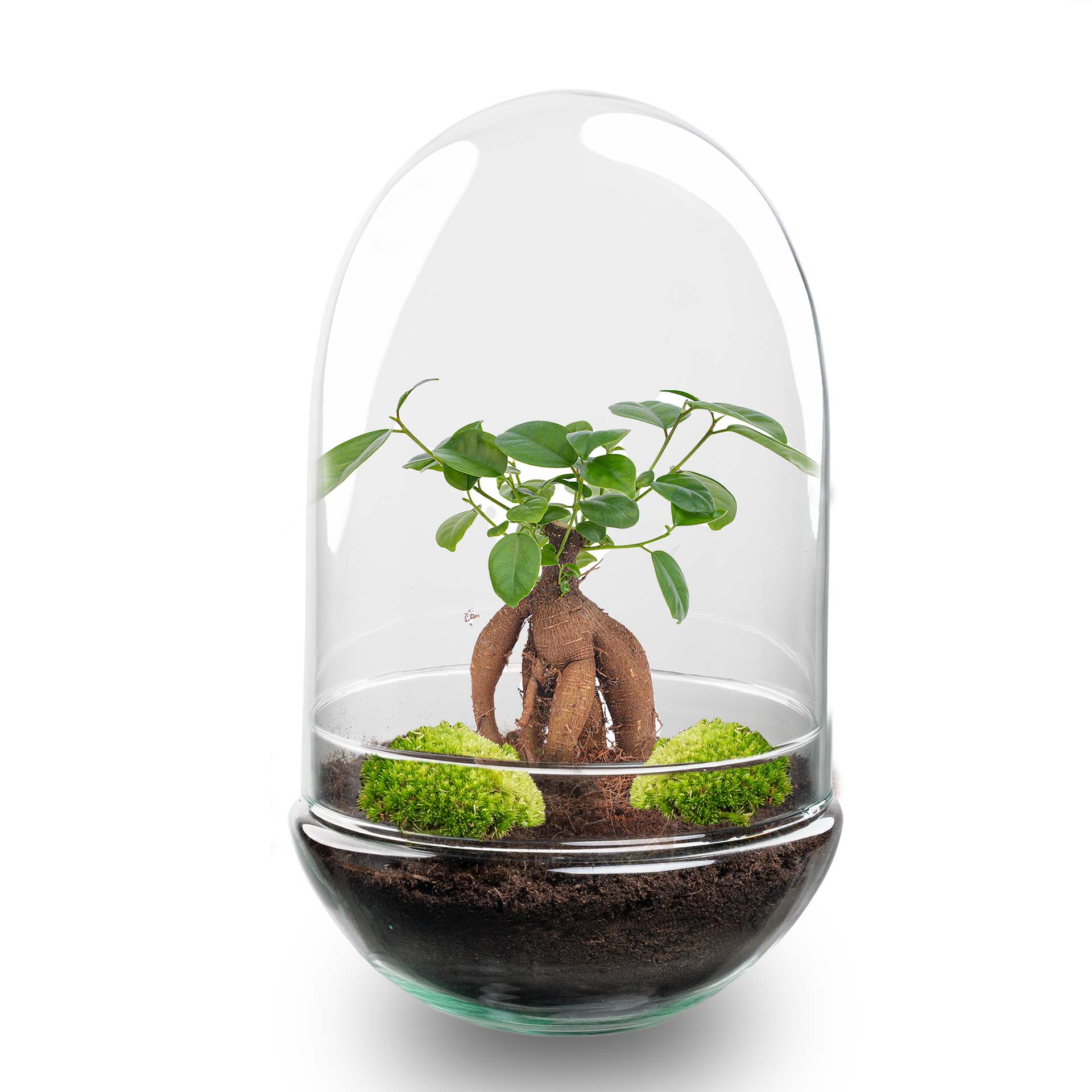 Egg XL Bonsai – DIY Planten terrarium – Tweedelig bolglas – Ø 17,5 cm ↑ 30 cm