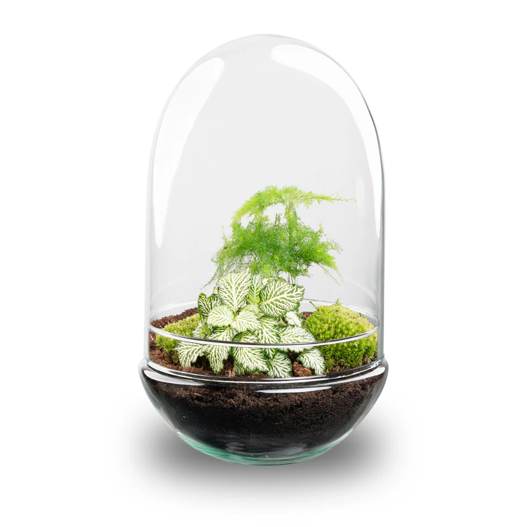 Egg XL – DIY Planten terrarium – Tweedelig bolglas – Ø 17,5 cm ↑ 30 cm