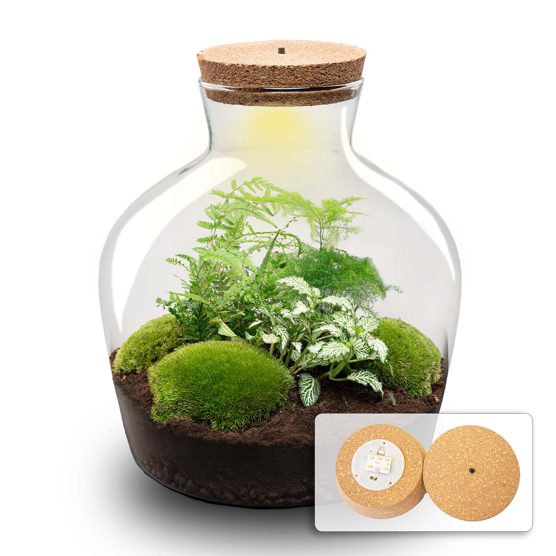 Fat Joe Green – DIY Planten terrarium –  Ecosysteem plant – Ø 29 cm ↑ 30 cm