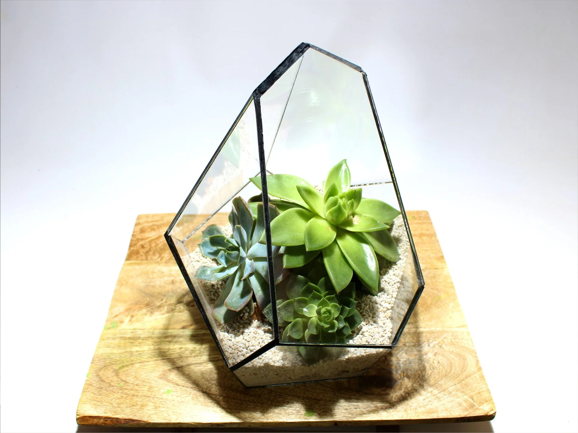 Geometrisch Terrarium – Jungle Gem – Waterdicht – Glas – ↑ 16 x ↔ 15 cm