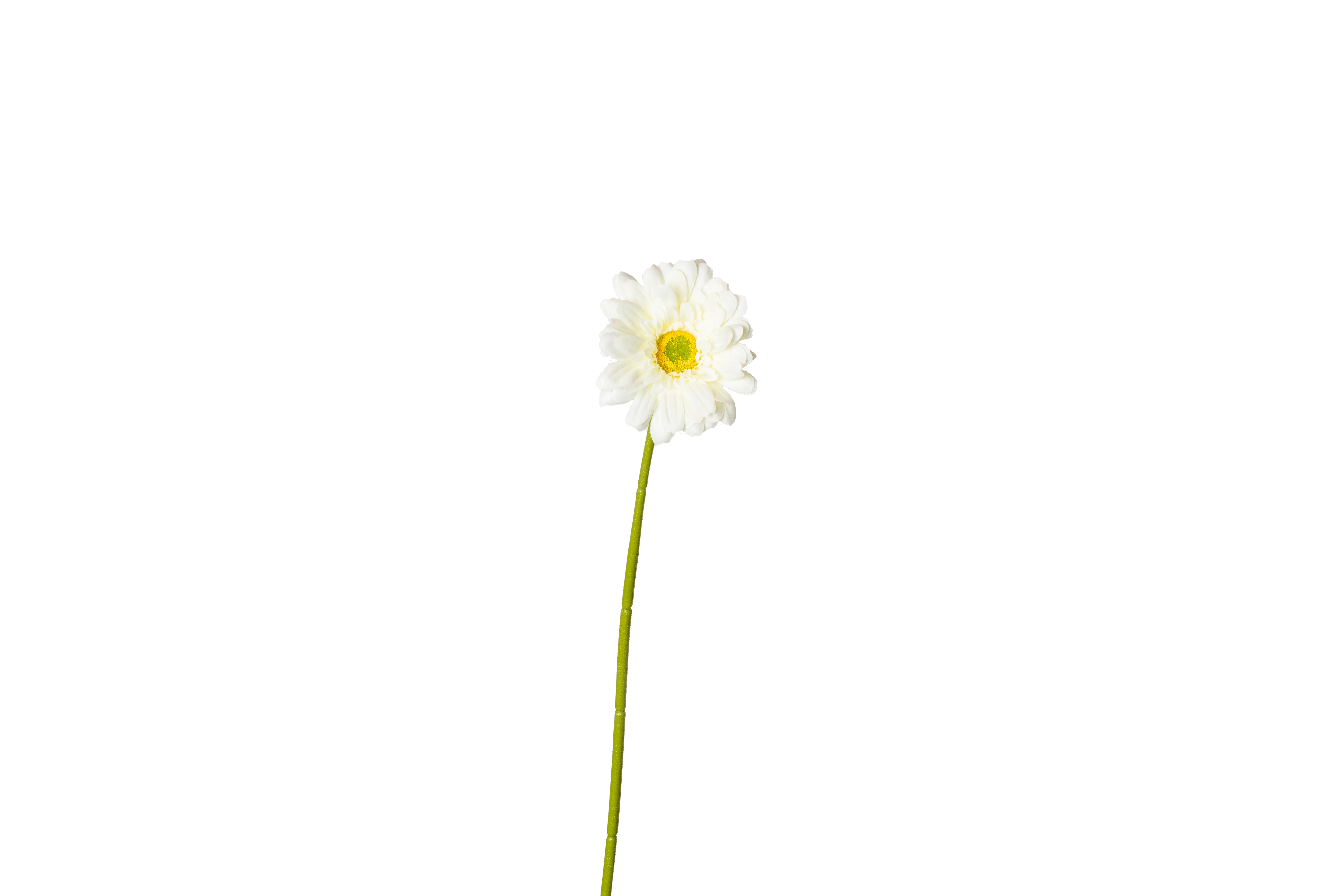 Gerbera – wit