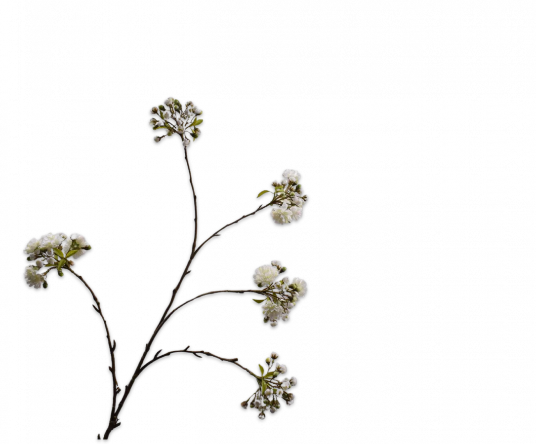 Silk ka bloesem tak wit