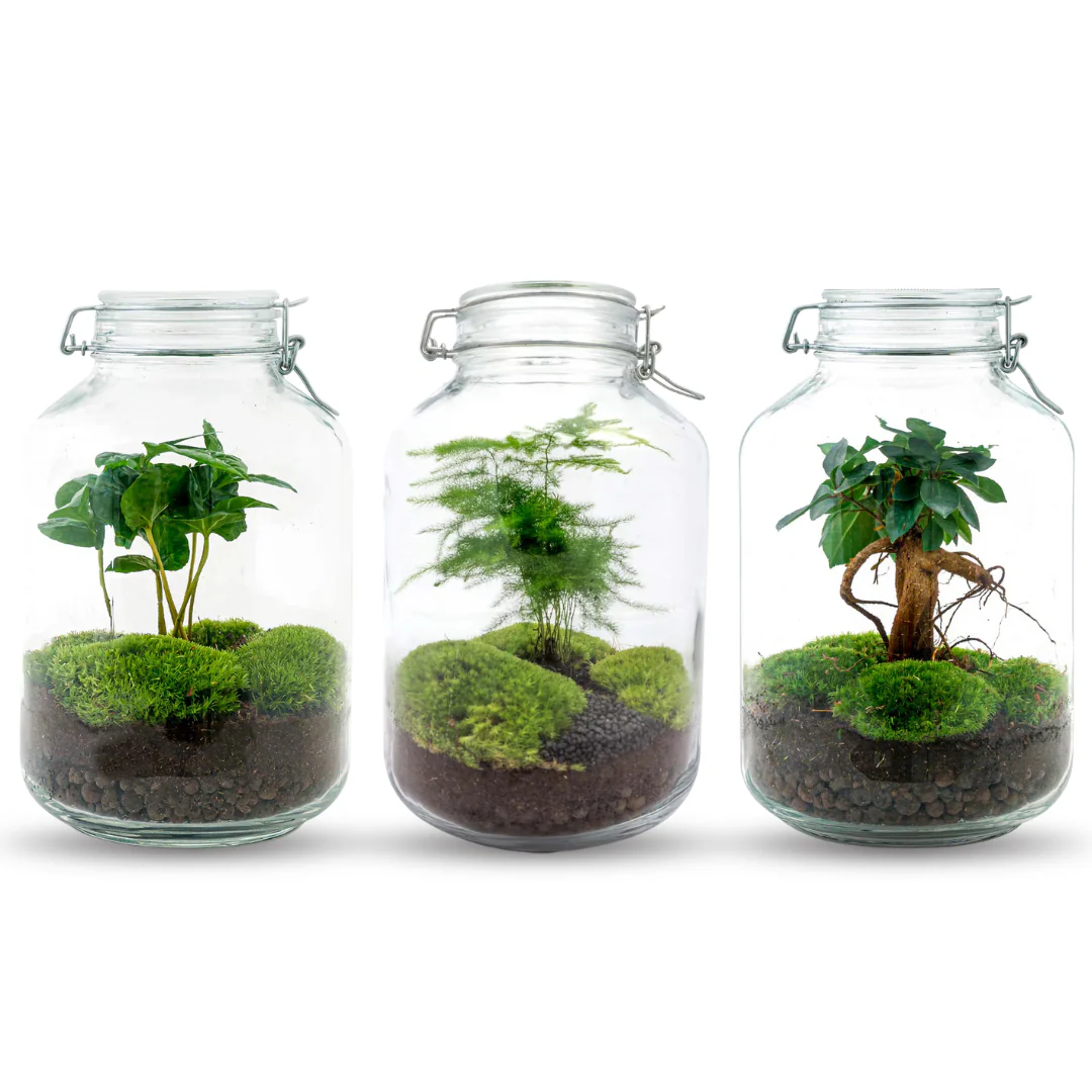 JAR –  DIY Planten Terrarium – Weckpot – Ecosysteem plant – Ø 18 cm ↑ 28 cm