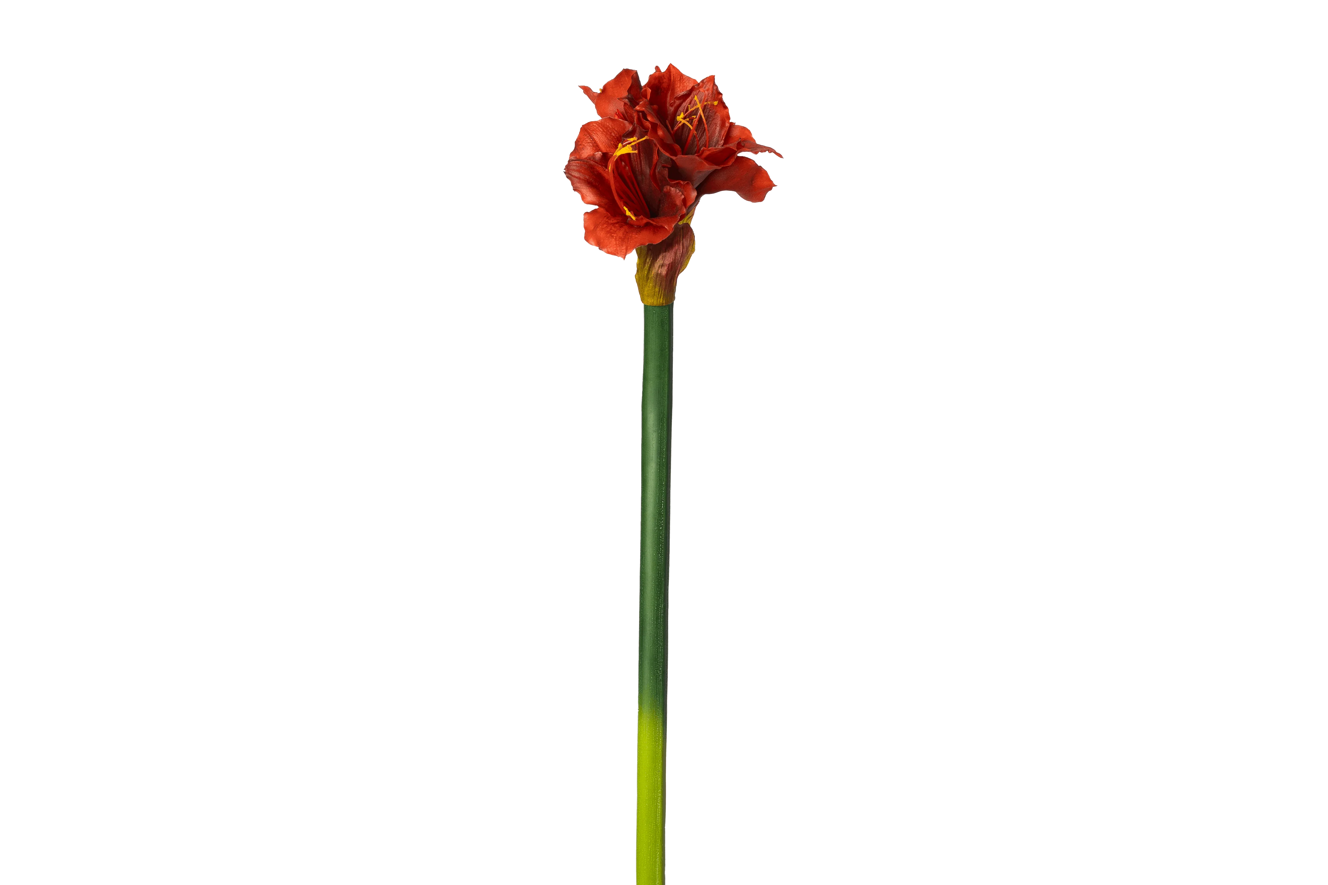 Bloem Amaryllis XL – rood
