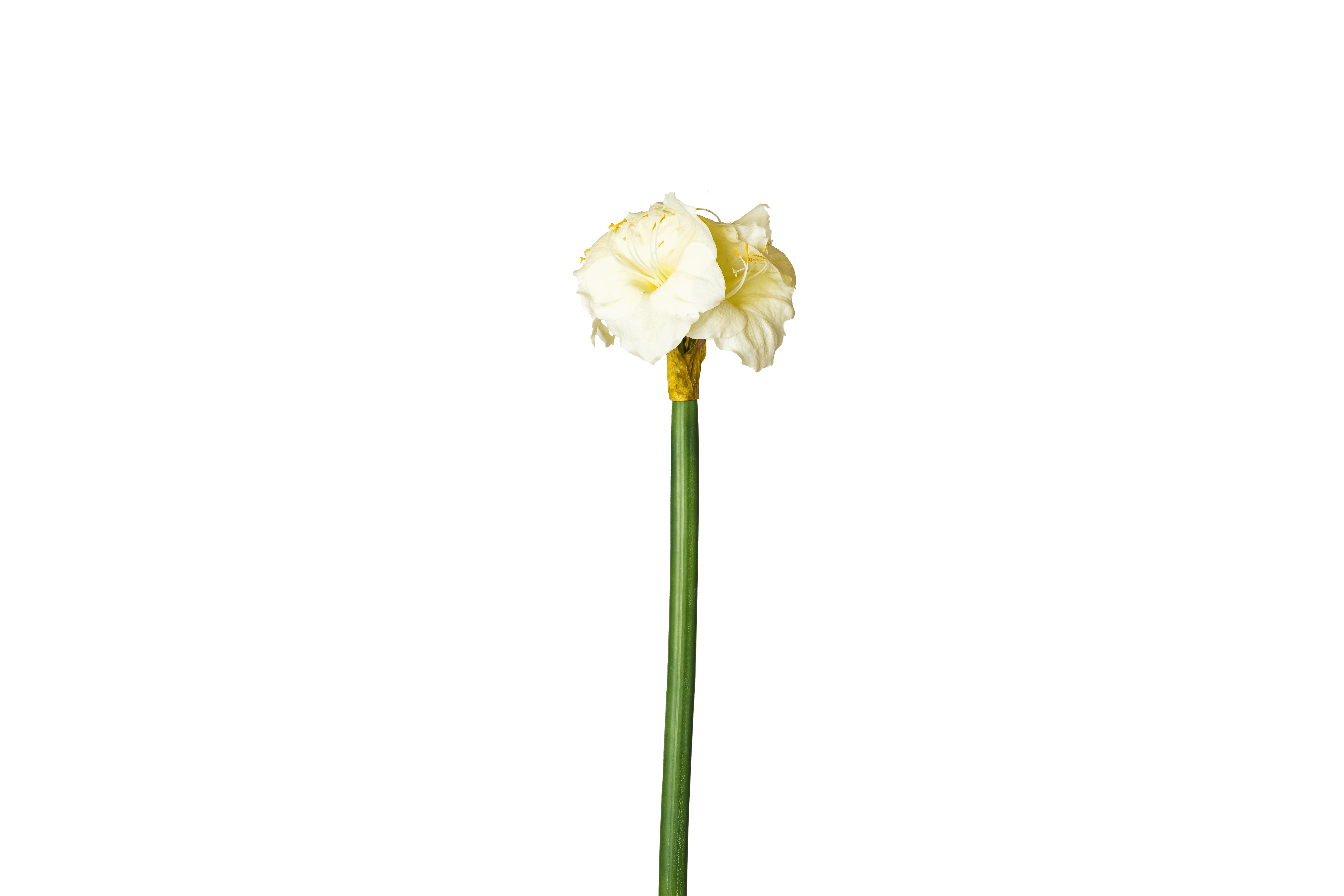 Bloem Amaryllis XL – wit
