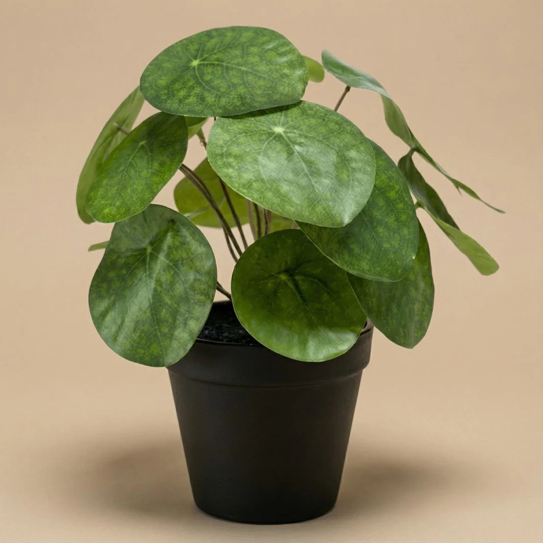 Pilea bush – Kunstplant in zwarte pot – 25 cm Pilea bush – Kunstplant in zwarte pot – 25 cm
