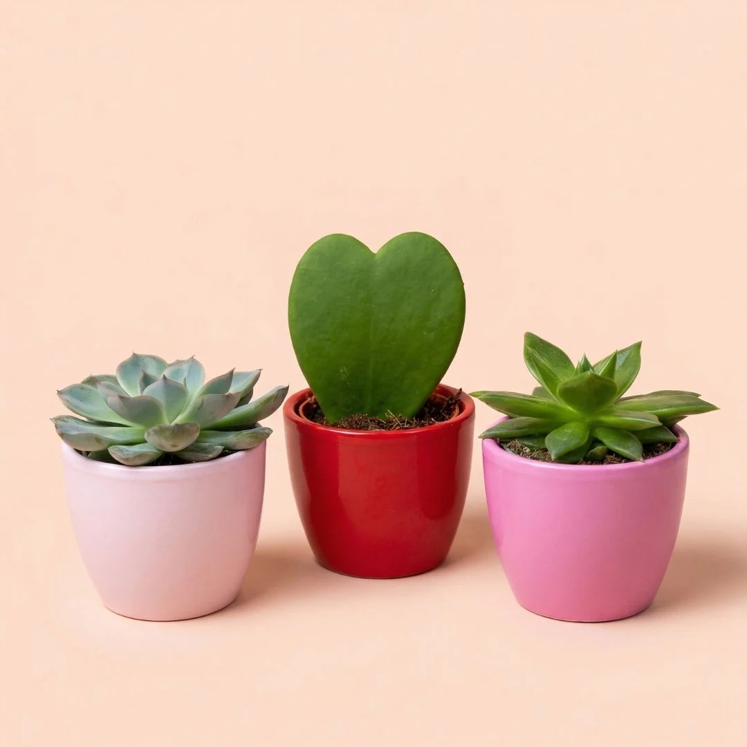 Plant set van 3 met mini pot – Love – roze/rood – Ø 6 cm