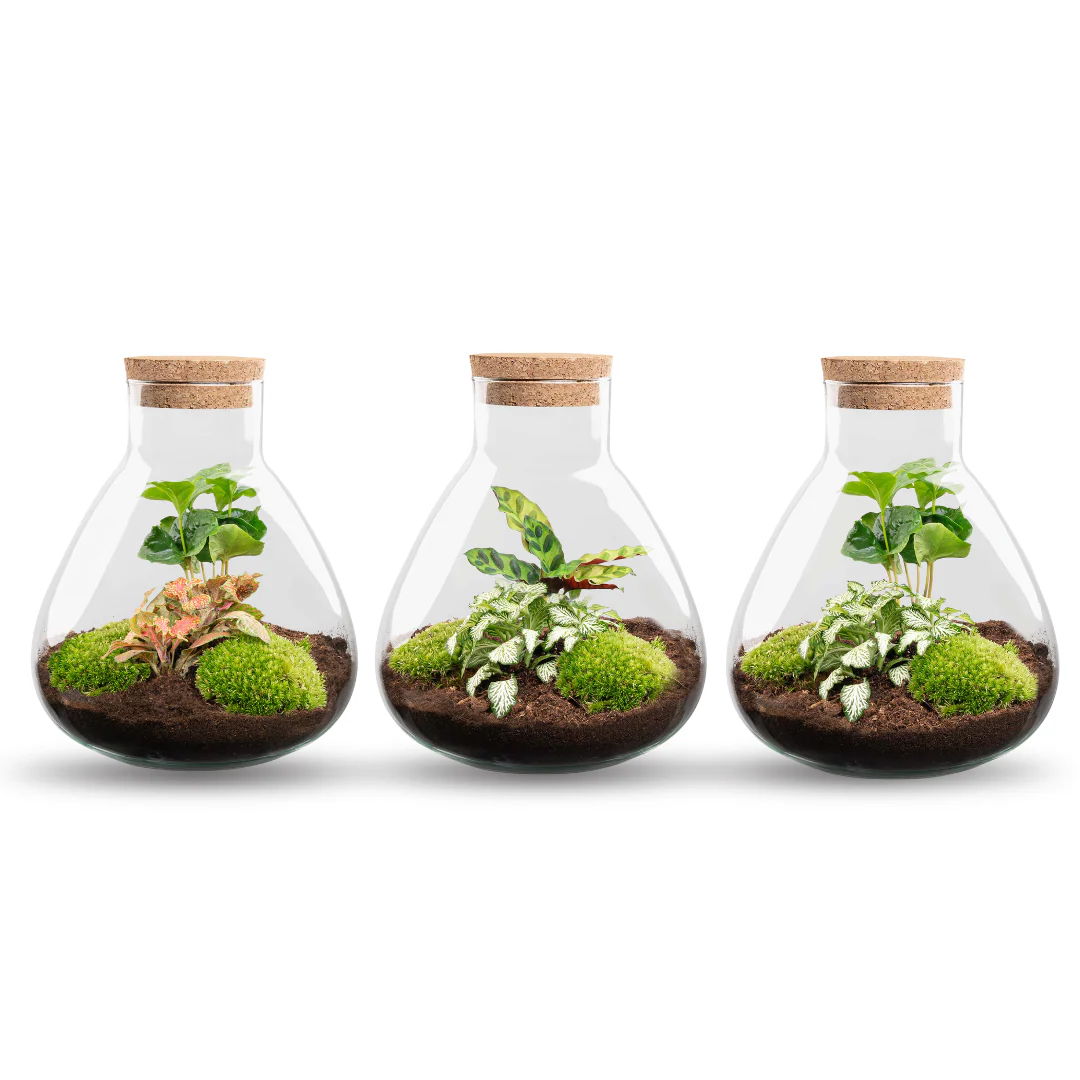 Sammie – DIY Planten terrarium – Ecosysteem plant – Ø 22,5 cm ↑ 27 cm