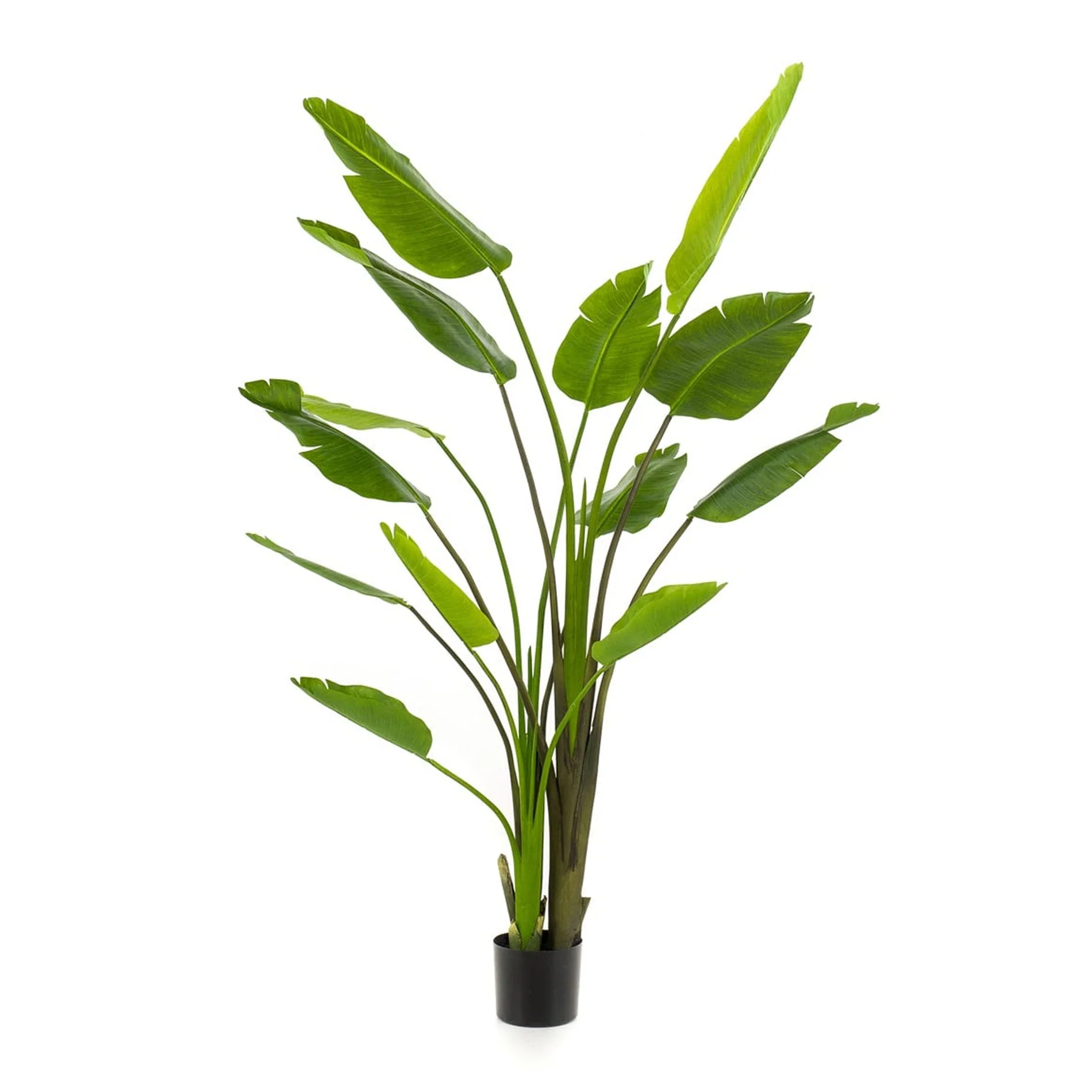 Strelitzia nicolai – 180 cm – In zwarte pot – Kunstplant Strelitzia nicolai – 180 cm – In zwarte pot – Kunstplant
