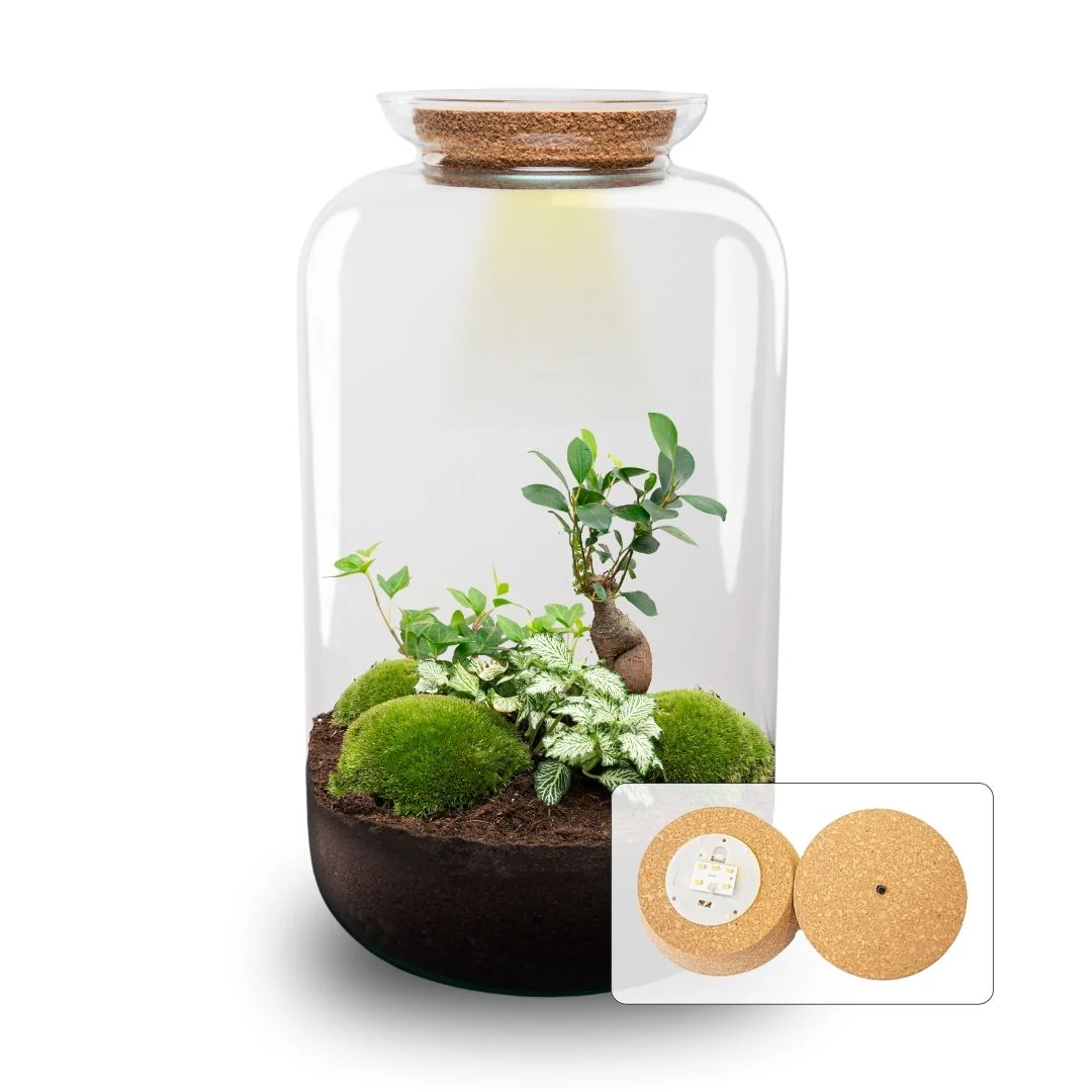 Sven XL Hedera – DIY Planten terrarium – Ecosysteem plant – Ø 23 cm ↑ 43 cm