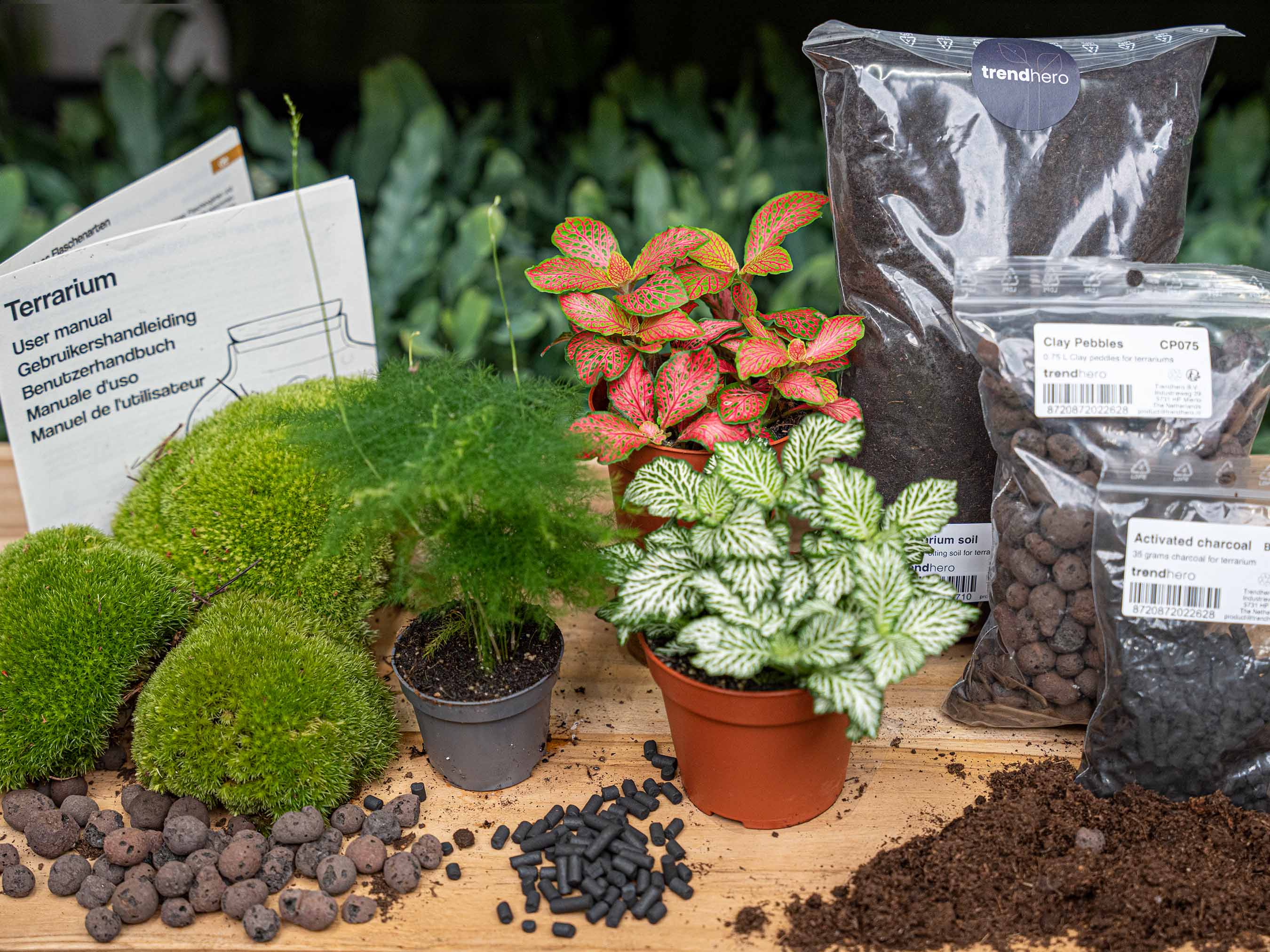 Asparagus – Terrarium Start- & navulpakket – 3 terrarium planten – DIY