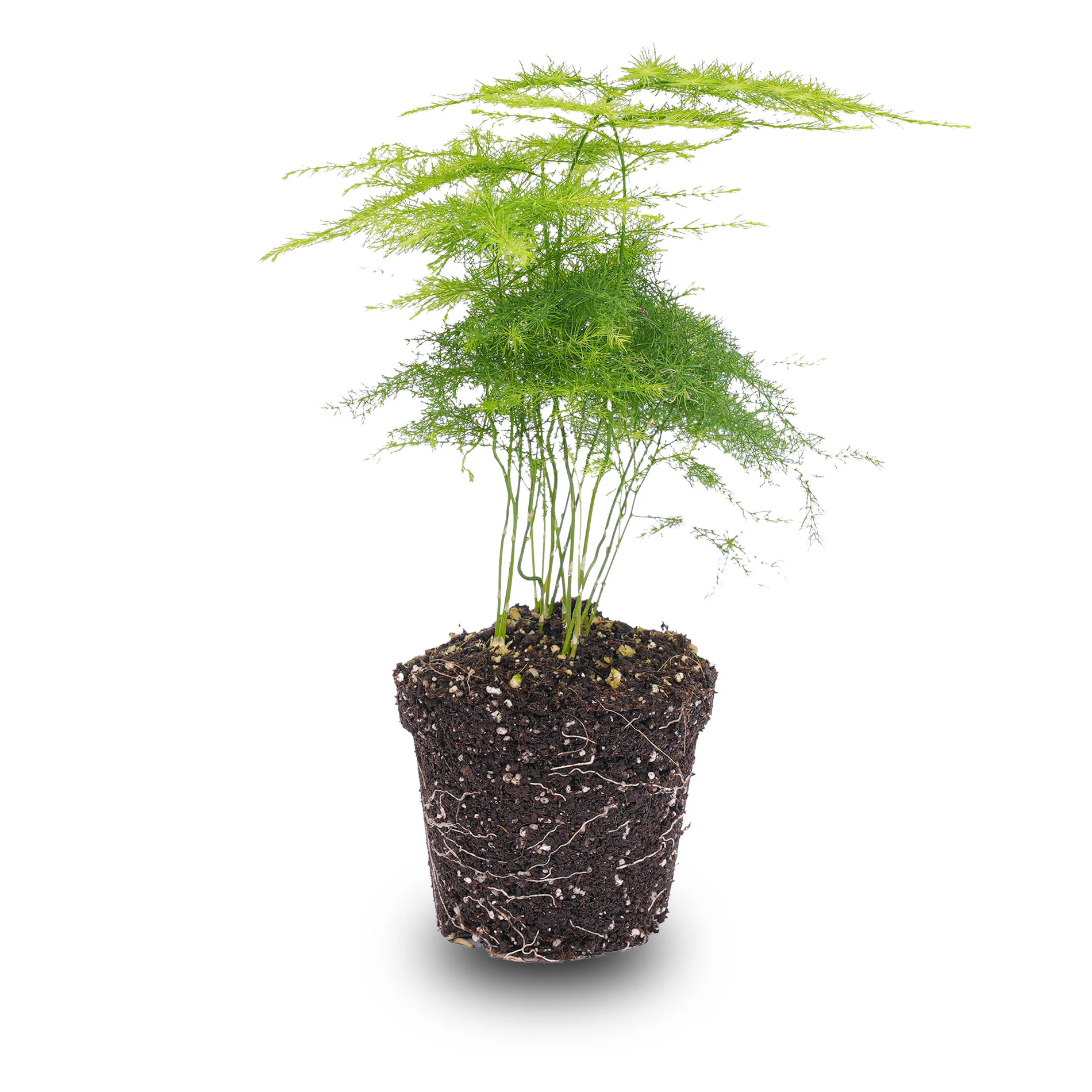 Asparagus Setaceuse Plumosus – Sierasperge – Terrarium plant – Ø 6 cm