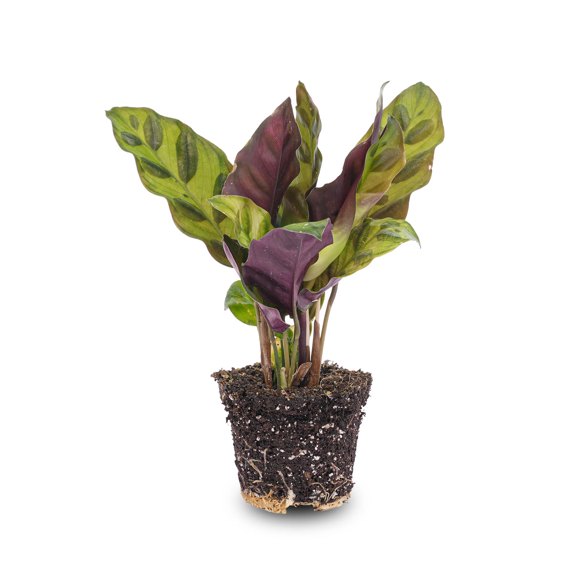 Calathea Lancifolia – Pauwenplant – Terrarium plant – Ø 6 cm
