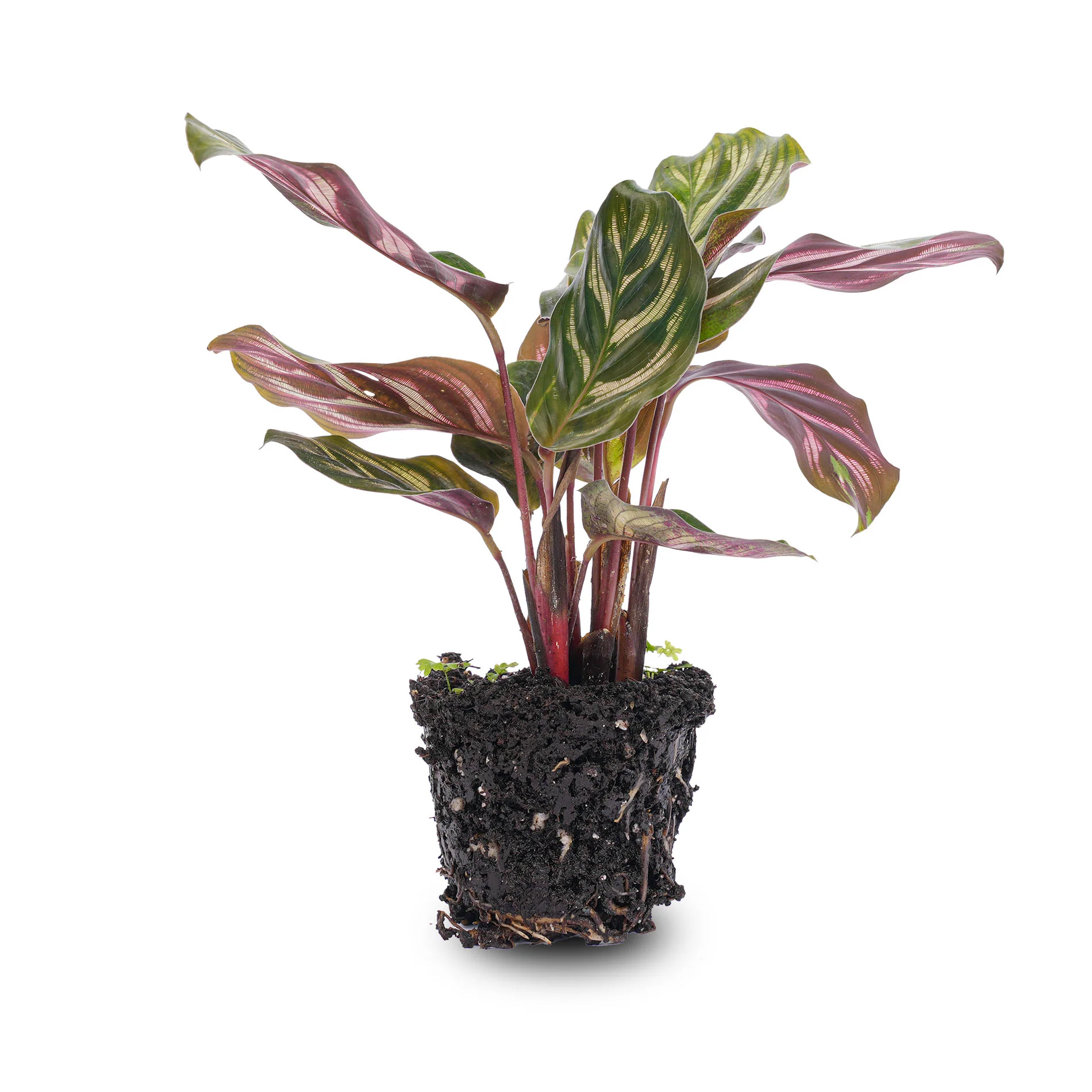Calathea Makoyana – Pauwenplant – Terrarium plant – Ø 6 cm