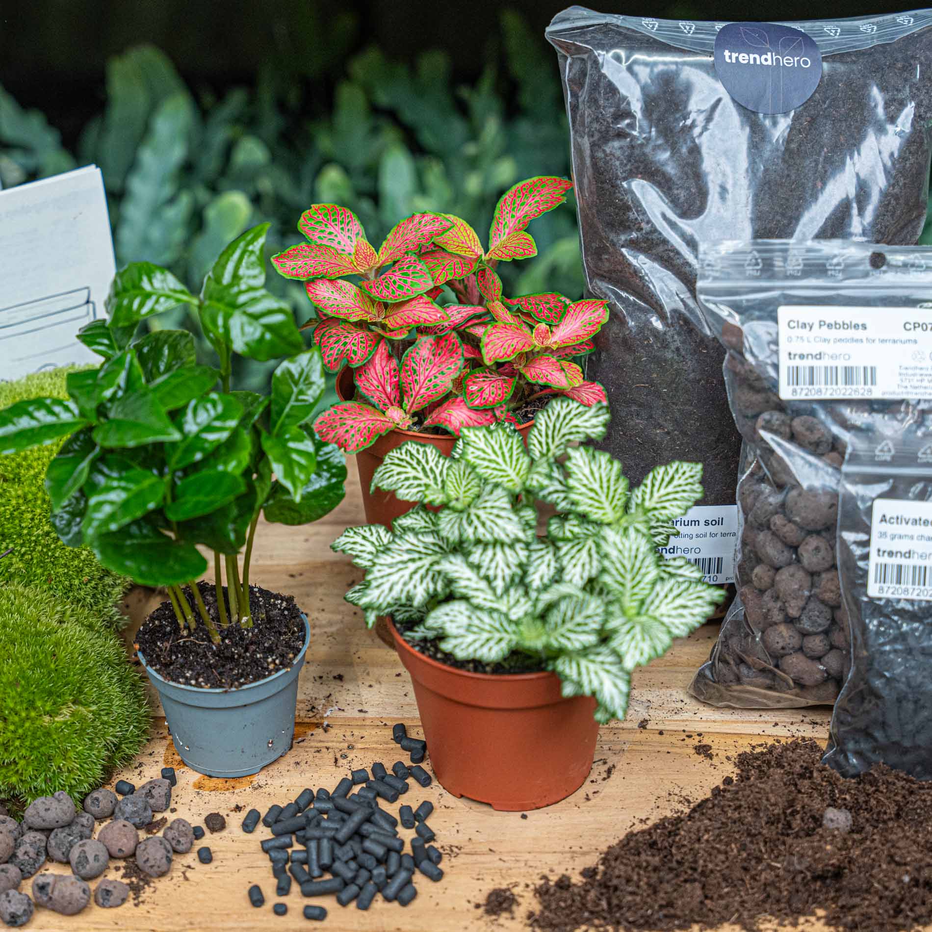 Coffea Arabica- Terrarium Start- & navulpakket – 3 terrarium planten – DIY