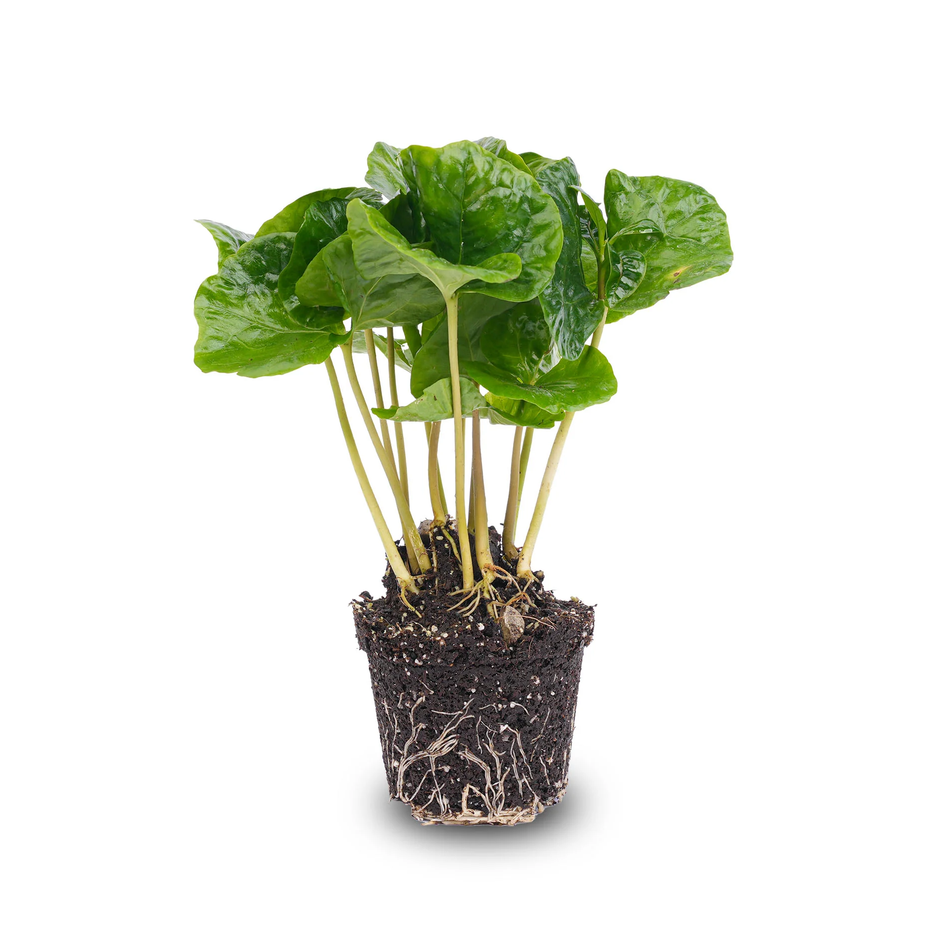 Coffea Arabica – Koffieplant – Terrarium plant – Ø 6 cm Coffea Arabica – Koffieplant – Terrarium plant – Ø 6 cm