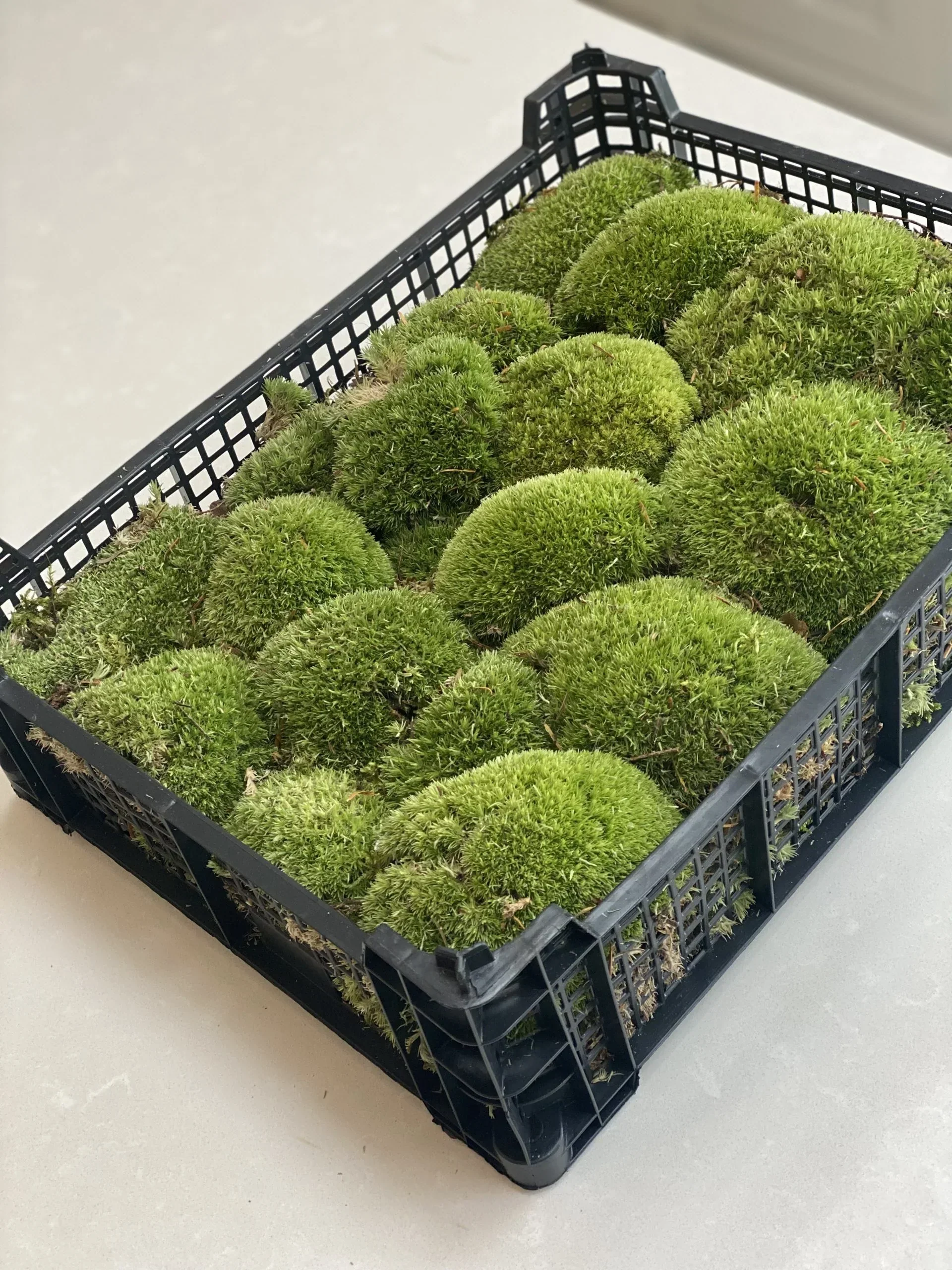 Levend kussentjes mos (Bolmos) – Volle tray met natuurlijk groen en vers mos