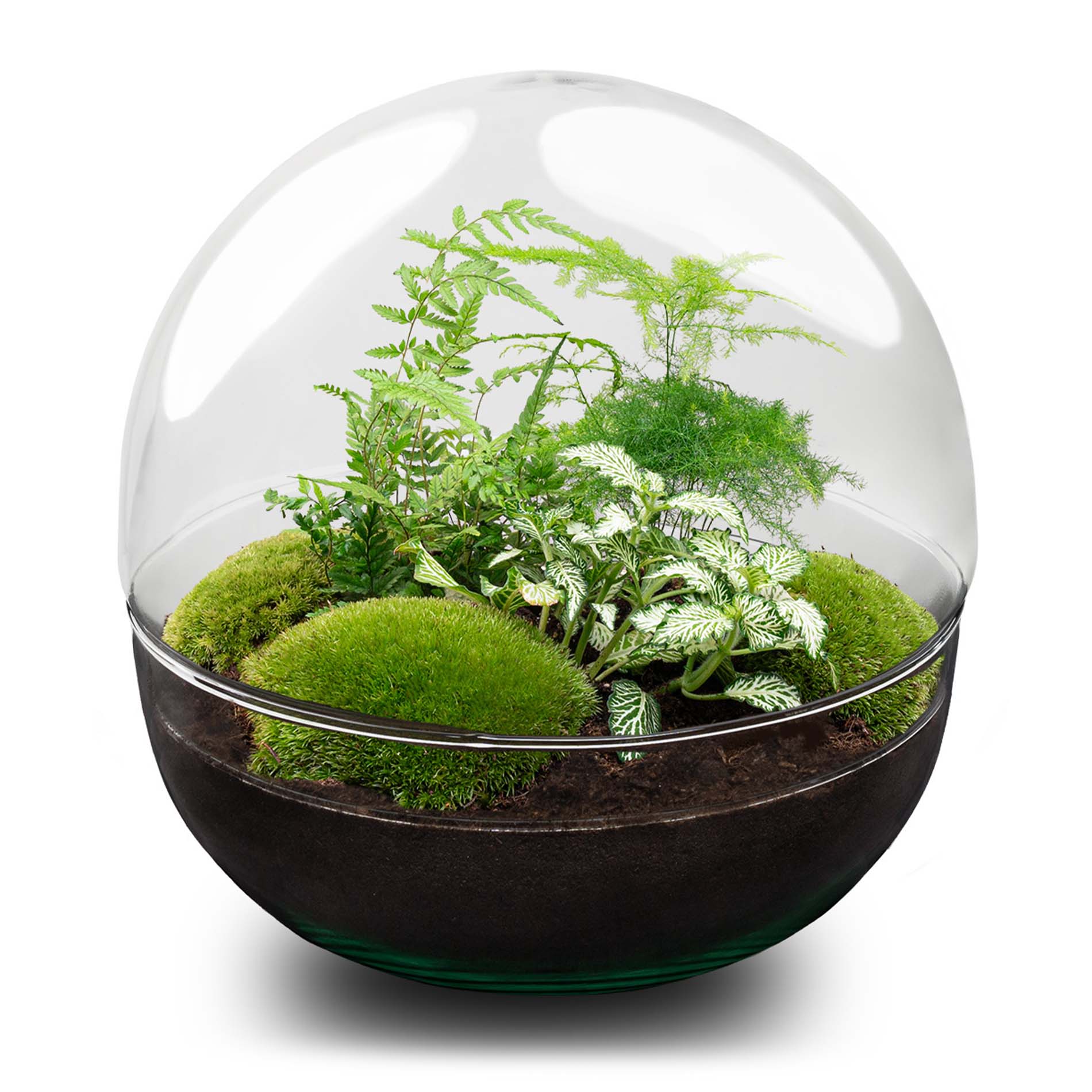 Dome XL – DIY Planten terrarium – Tweedelig bolglas – Ecosysteem plant – Ø 28 cm ↑ 28 cm