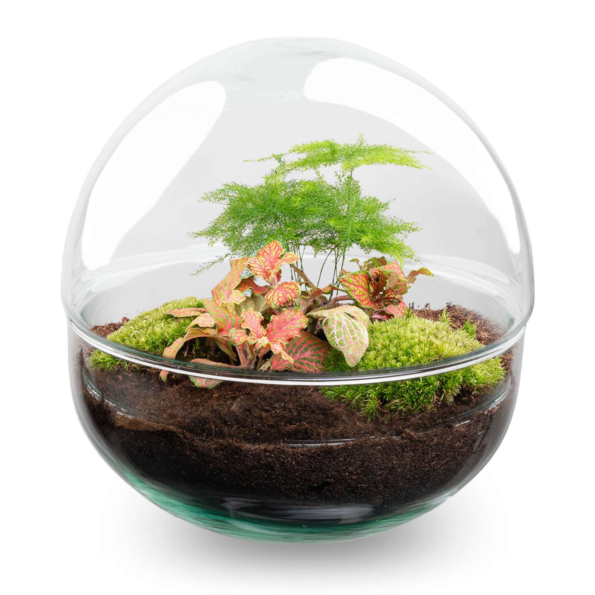 Dome Rood – DIY Planten terrarium – Tweedelig bolglas – Ecosysteem plant – Ø 20 cm ↑ 20 cm