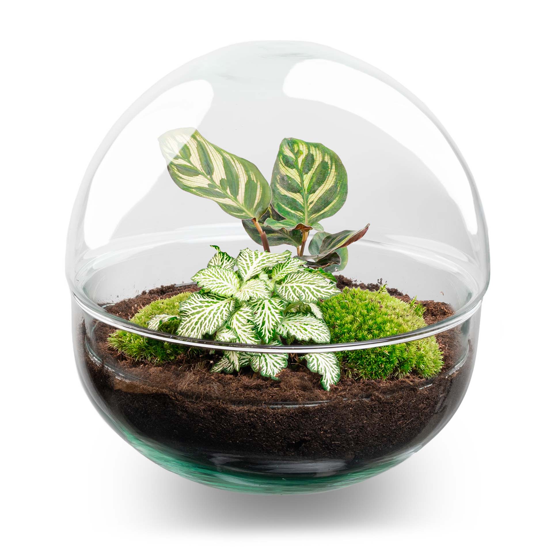 Dome – DIY Planten terrarium – Tweedelig bolglas – Ecosysteem plant – Ø 20 cm ↑ 20 cm