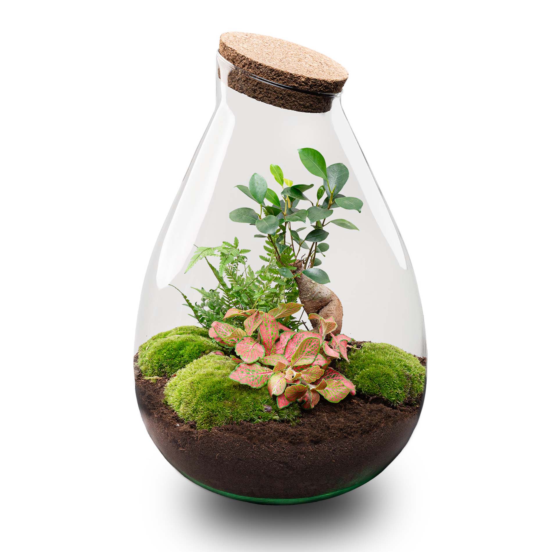 Drop XL Bonsai ‘Rood’ – DIY Planten terrarium – Ecosysteem plant – Ø 24 cm ↑ 37 cm
