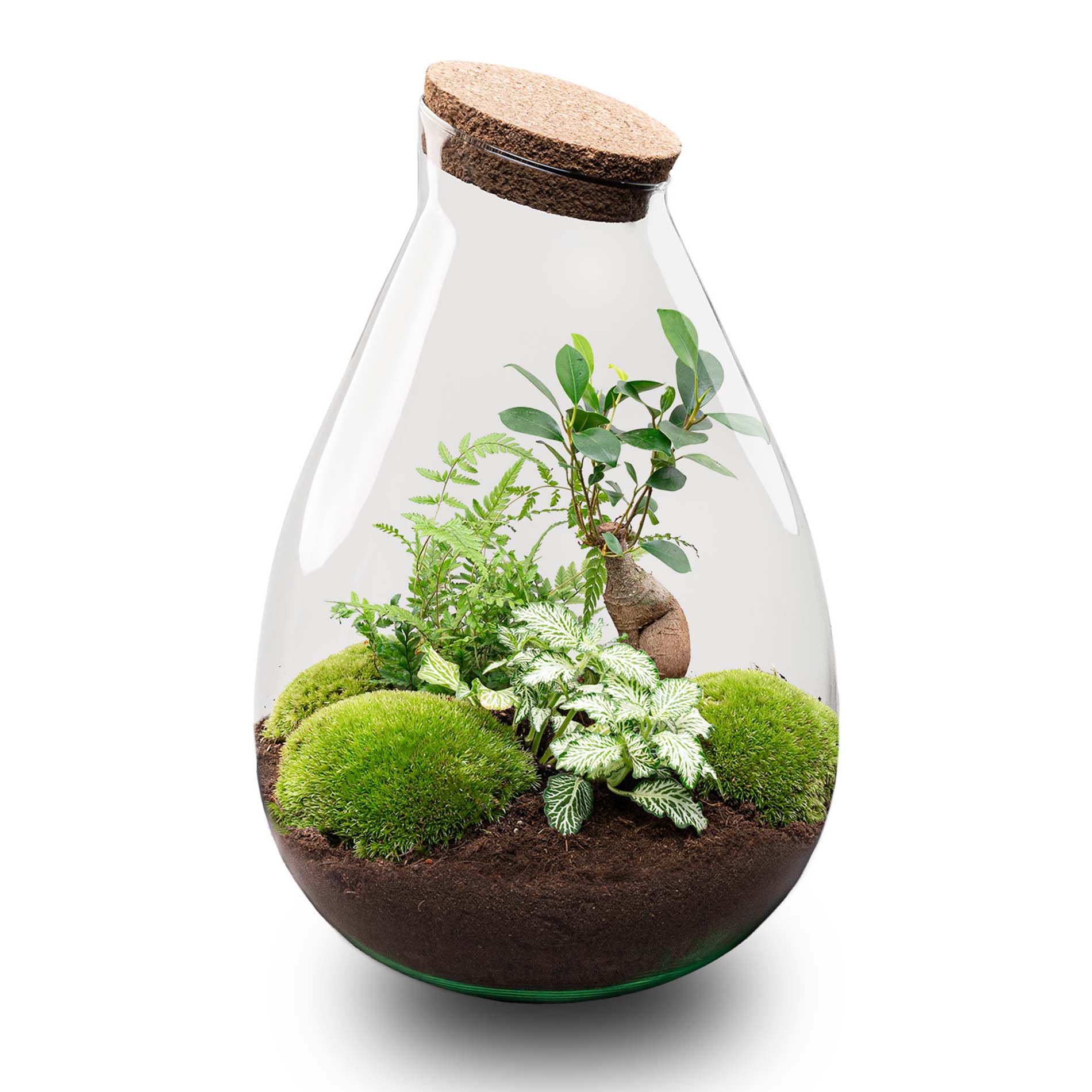 Drop XL Bonsai ‘Groen’ – DIY Planten terrarium – Ecosysteem plant – Ø 24 cm ↑ 37 cm
