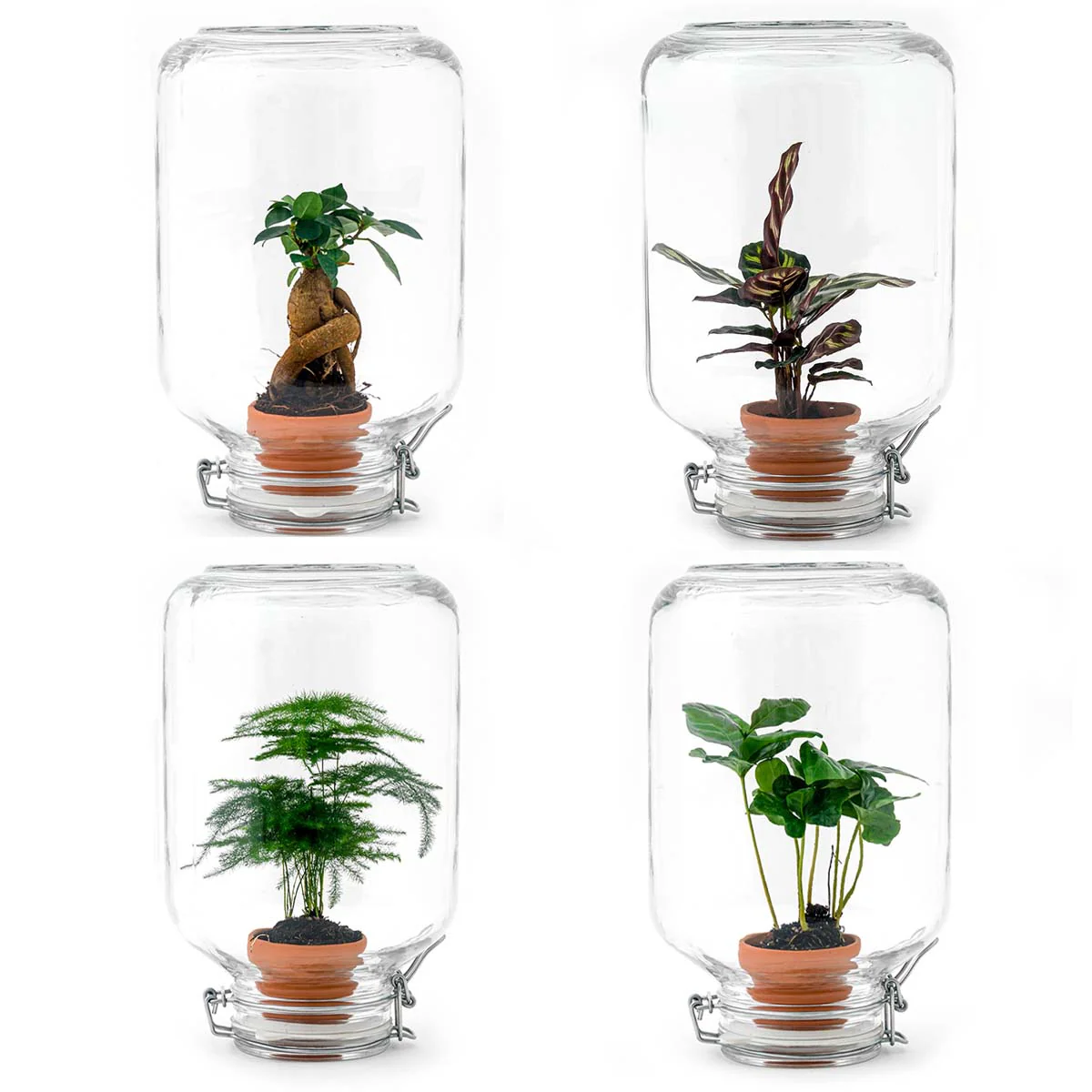 Easyplant – DIY Planten terrarium – Weckpot – Ecosysteem plant – Ø 18 cm ↑ 28 cm Easyplant – DIY Planten terrarium – Weckpot – Ecosysteem plant – Ø 18 cm ↑ 28 cm